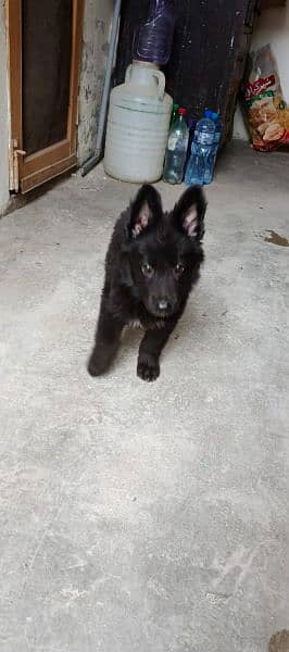 full black German Shepherd 1