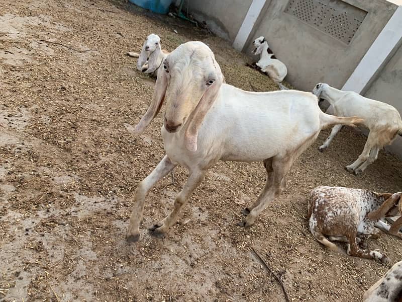 bakra 1