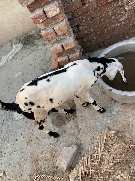 bakra 12