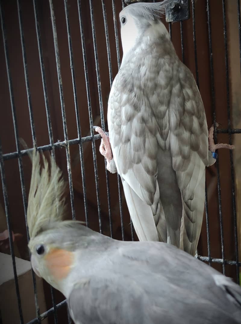 Adult good quality cocktail / cockatiel males 5