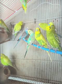 9 pairs/Australian parrots/ 700 per pair