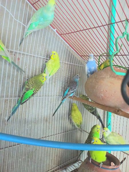 9 pairs/Australian parrots/ 700 per pair 1