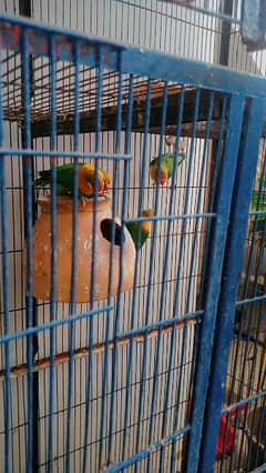 cage plus birds