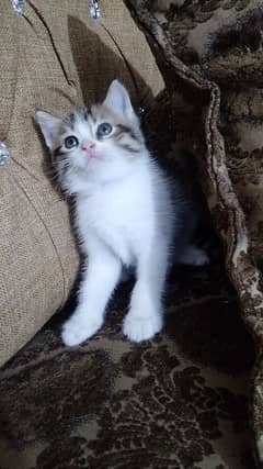 Persian kitten for sale