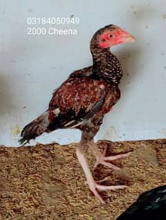 Aseel birds 03184050949