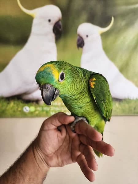 Triton Cockatoos, Blue and Gold Macaw, Amazons & African Grey 4