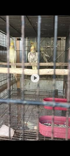 birds for sale