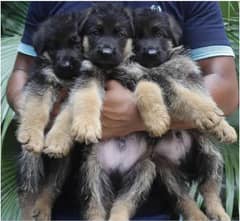 GERMAN SHEPHERD MALE PUPS AVAILABLE