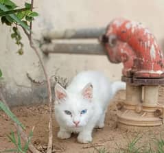 cat for sale rate final hy
4 jis ny buy krni ho B's wo hi contact kray