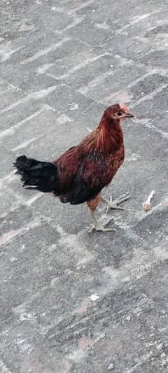 Full Ready Hens pair and Murgha Murghi ready Hy Full Active