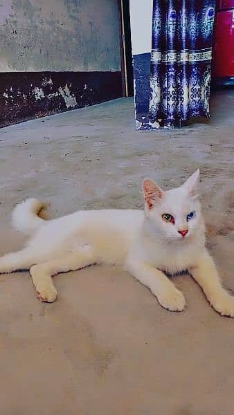 cat for sale rate final hy
4 jis ny buy krni ho B's wo hi contact kray 2