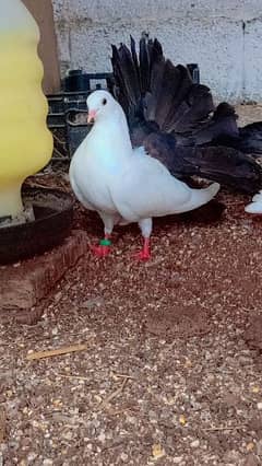 urgent sale ! black tail pigeons breader pair