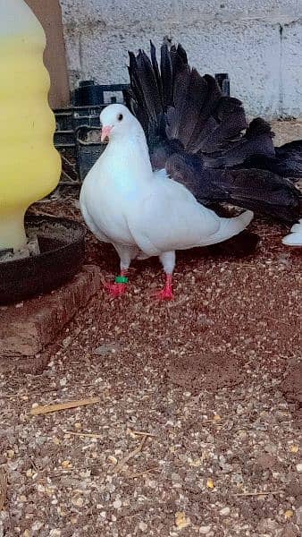 urgent sale ! black tail pigeons breader pair 0