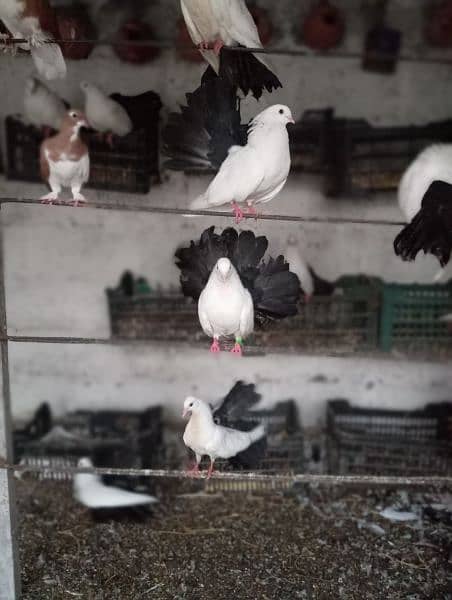 urgent sale ! black tail pigeons breader pair 1