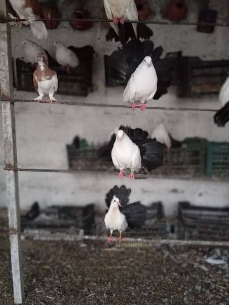 urgent sale ! black tail pigeons breader pair 2