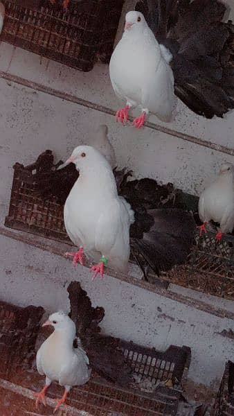 urgent sale ! black tail pigeons breader pair 3