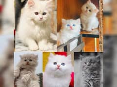 Persian hamalian british punch face piki face cat's and kitten's