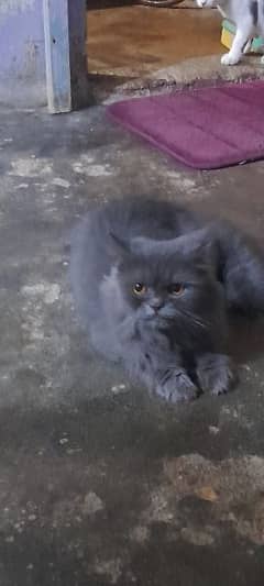 Persian cat female