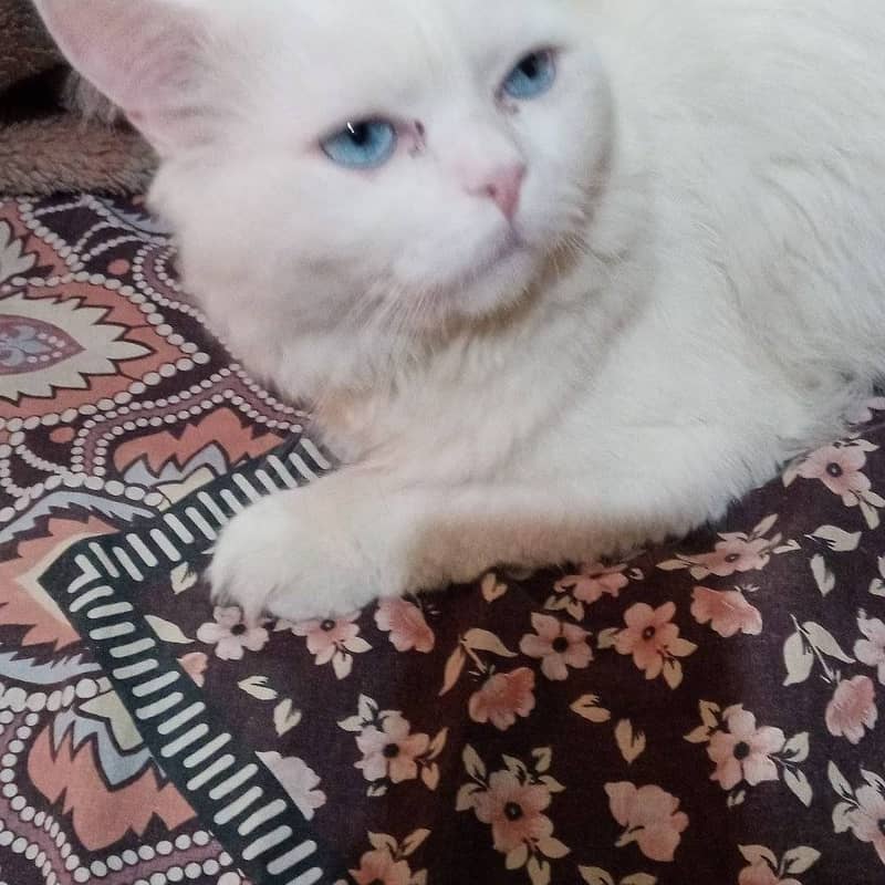 Persian male cat for sale blue eyes 1