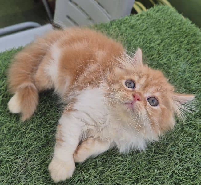 Bi Color Persian Triple coat Kitten 0