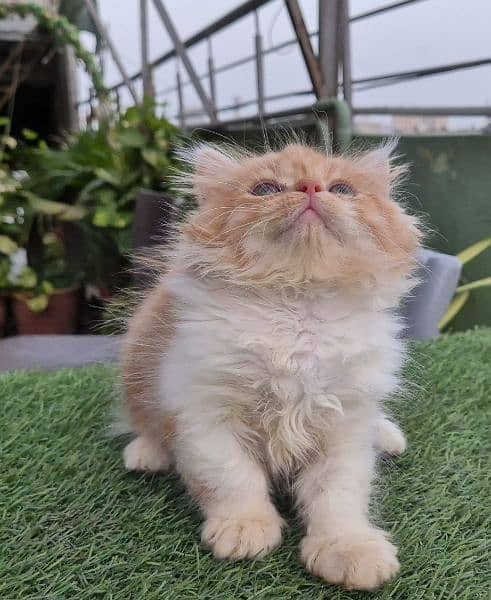 Bi Color Persian Triple coat Kitten 3