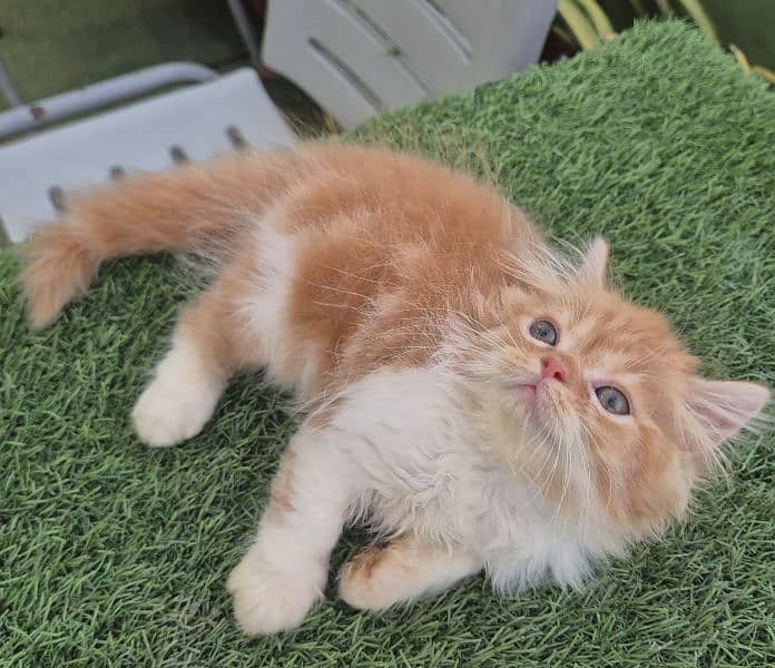 Bi Color Persian Triple coat Kitten 5