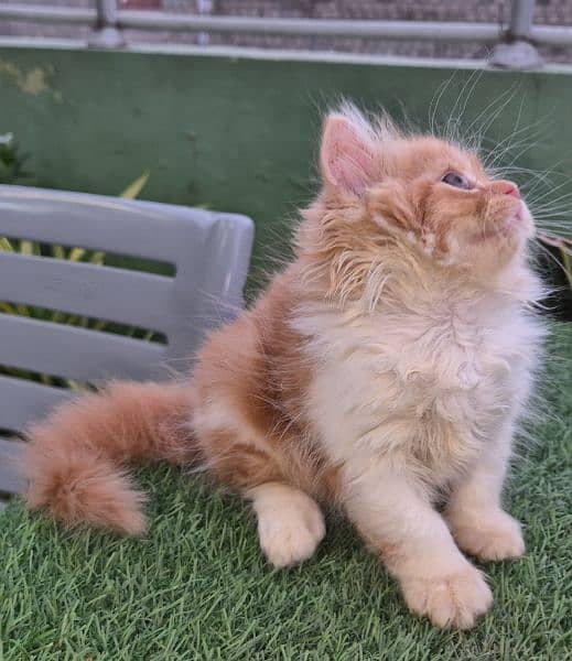 Bi Color Persian Triple coat Kitten 6