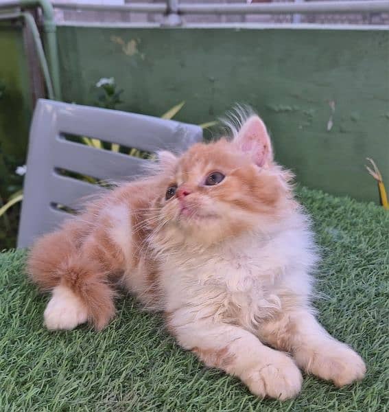 Bi Color Persian Triple coat Kitten 7