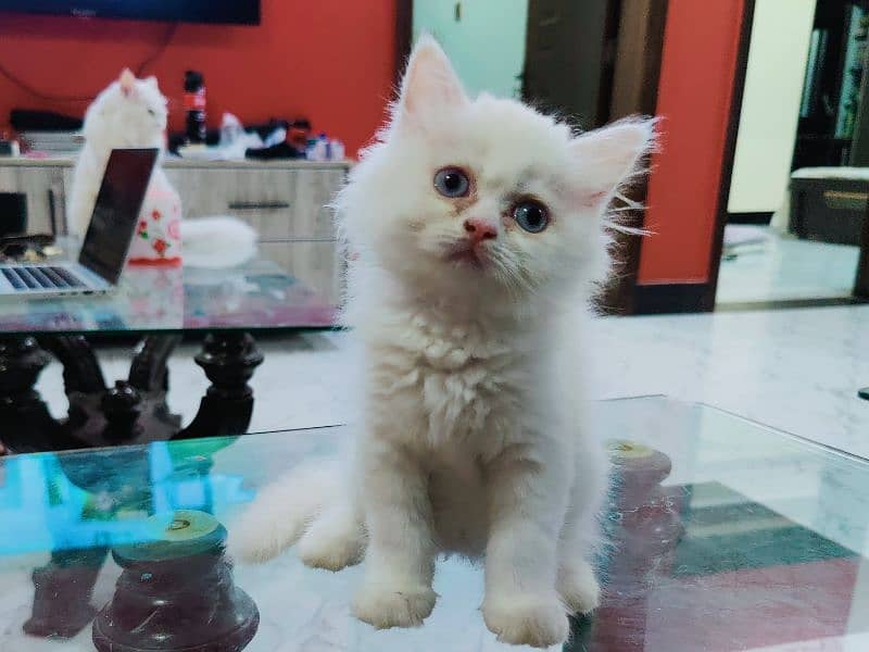 Pure persian kitten 5