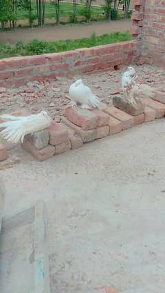 2bredr pair for sale location Lahore 03462339718