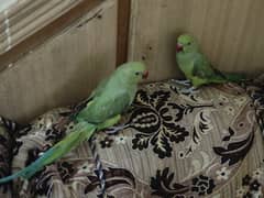 Ring Neck Parrot's Pair