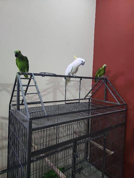 Triton Cockatoos, Blue and Gold Macaw, Amazons & African Grey 1