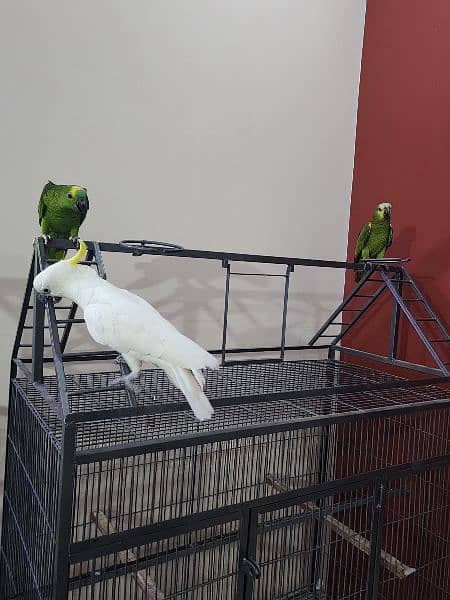 Triton Cockatoos, Blue and Gold Macaw, Amazons & African Grey 2