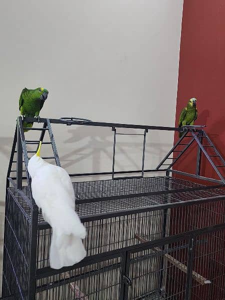 Triton Cockatoos, Blue and Gold Macaw, Amazons & African Grey 3