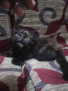 1.5 month age American breed parshion kittens