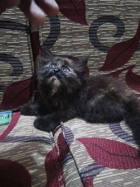 1.5 month age American breed parshion kittens 1