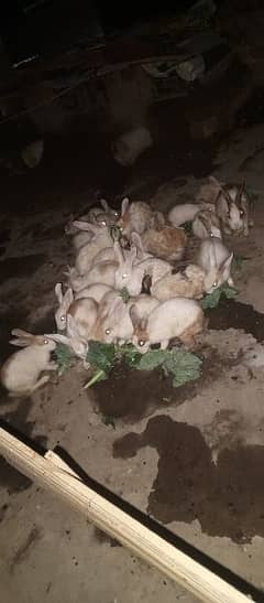 for sale rabbit