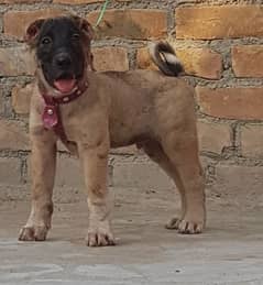 Kurdish Kangal security dog 2 month male for sale heavy bone 0