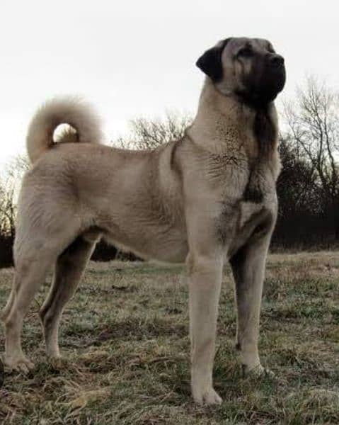 Kurdish Kangal security dog 2 month male for sale heavy bone 1