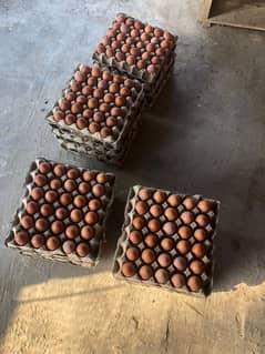 Desi eggs  for sale