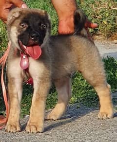 Kurdish Kangal security Dog 2 month male for sale heavy bone