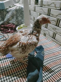 Top Quality Aseel Female Hen for sale