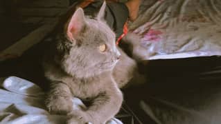 Persian gray smokey cat odd eyes full tranned cat 0