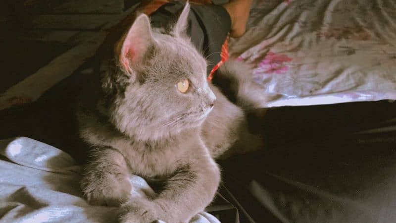 Persian gray smokey cat odd eyes full tranned cat 0