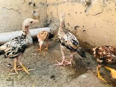 Aseel chicks for sale per piece 2000