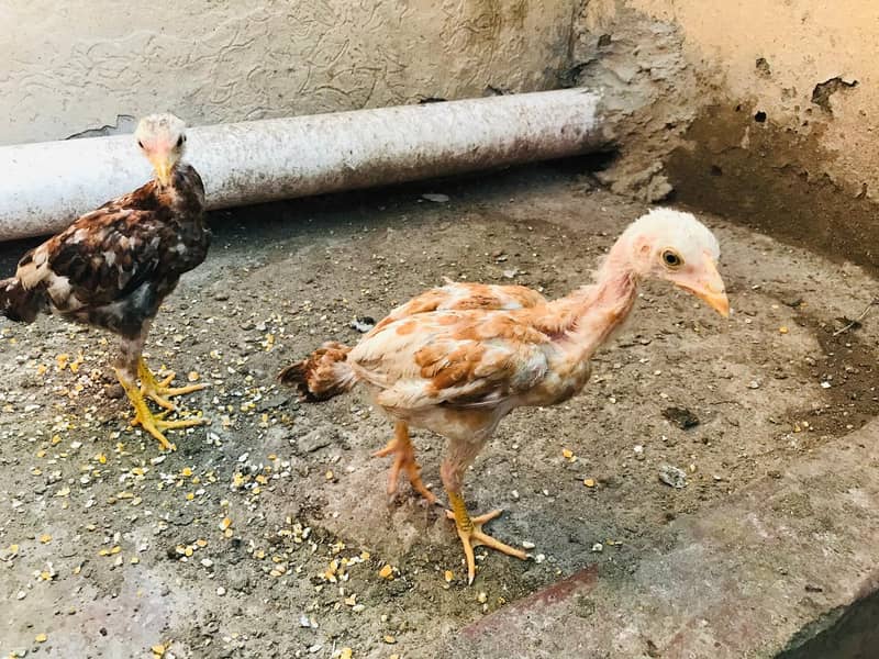 Aseel chicks for sale per piece 2000 3