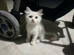 Persian Male Kitten 0