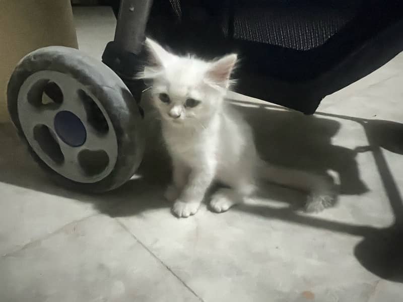 Persian Male Kitten 1