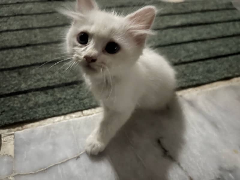 Persian Male Kitten 3