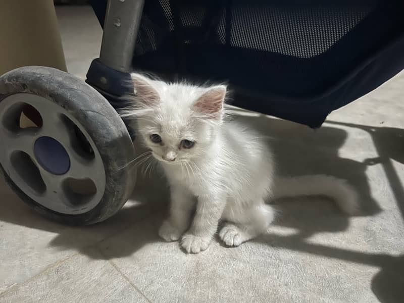 Persian Male Kitten 5